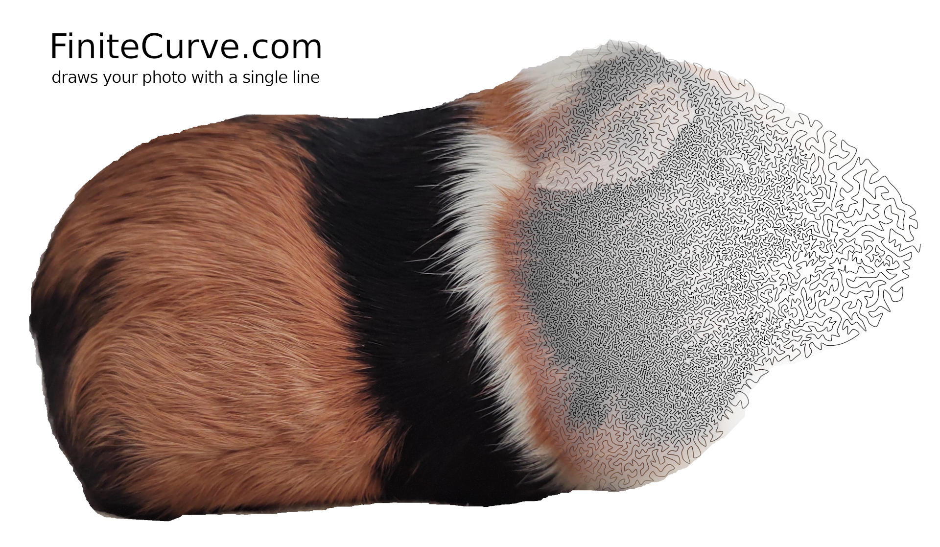 A long, winding, space-filling curve with varying density, resulting in a grayscale guinea pig